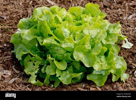 Laitue Feuille De Ch Ne Blonde Quello Stock Photo Alamy