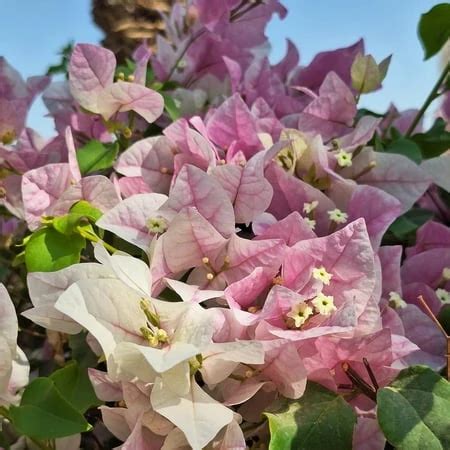 Desenhos Animados V Deos Porn S Gay De Gr Tis Xhamster Br