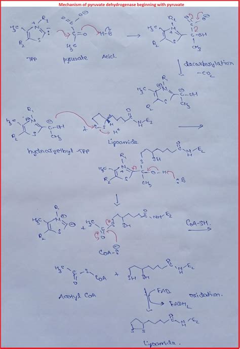 [Solved] 1.) ) Draw the mechanism of pyruvate dehydrogenase beginning ...