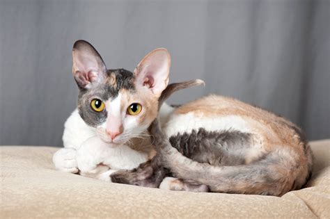 Everything to Know About The Cornish Rex Cat - PrettyLitter