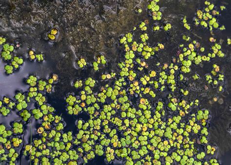 Duckweed: Care and Growing Guide