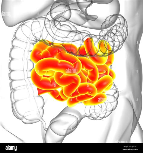 Small Intestine 3d Illustration Human Digestive System Anatomy For