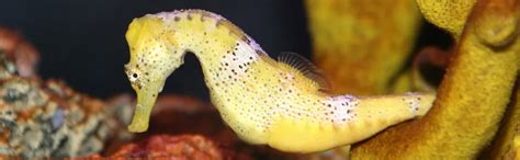Ch. 43 Introduction - Biology 2e | OpenStax
