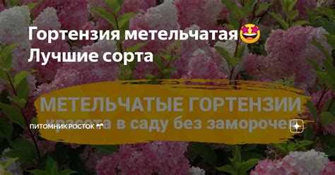 Гортензия метельчатая🤩Лучшие сорта | Питомник Росток 🌱 | Дзен