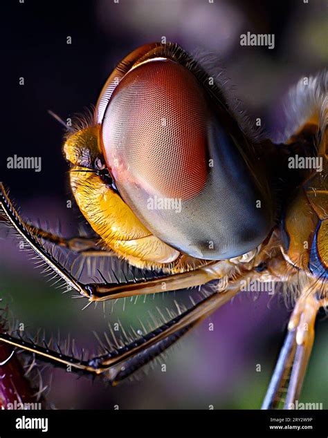 Extreme Close Up Of Dragon Fly Compound Eyes Stock Photo Alamy