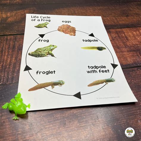 frog science activities