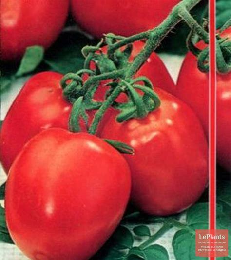 Томат 'Солнечный' — описание сорта, характеристики | на LePlants.ru