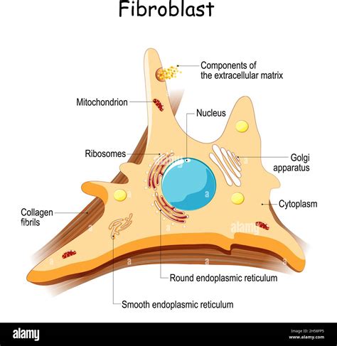 Fibroblast Zellstruktur Und Anatomie Kollagenfasern Und Hautzellen