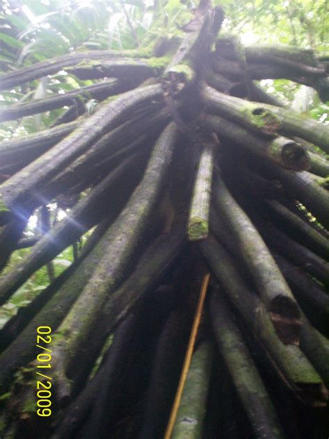 Foto Aguas Termales Aguas Zarcas Aguas Zarcas Alajuela Costa Rica