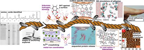 Timeline Overview Of Some Notable Developments In Mussel Foot Protein