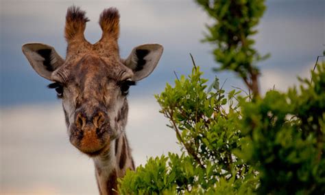 Species Spotlight: Giraffe | Pages | WWF