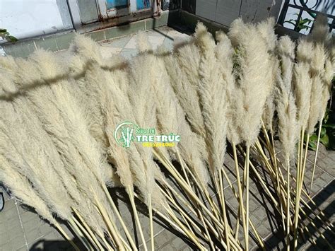 Cỏ Lau Khô Cung Cấp Bông Cỏ Lau Trang Trí Giá Rẻ Tại Tphcm