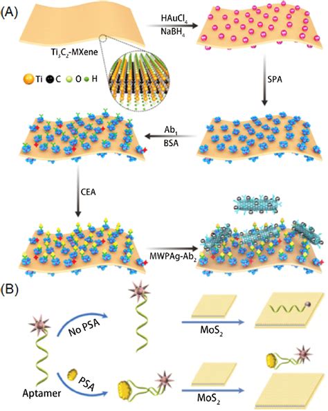 detection mechanism   mxene based biosensor reprinted