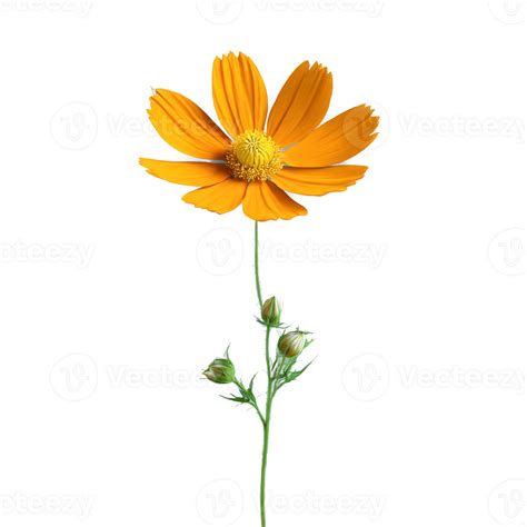 Orange cosmos daisy like flowers with thin petals yellow center Cosmos