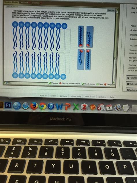 Solved The image below shows a lipid bilayer, with the polar | Chegg.com