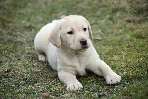 Dog: Yellow Labrador Retriever pup, 8 weeks old photo WP23181