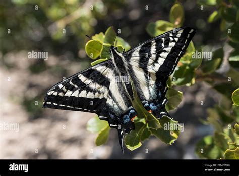 Mt Blady Hi Res Stock Photography And Images Alamy
