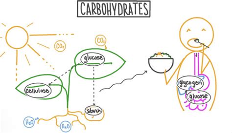 Biol 1000 Chapter 3 Chemistry Of Organic Molecules Flashcards Quizlet