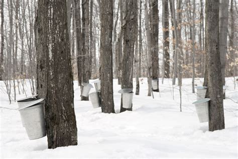 044 Maple Sap Collection And Sap Processing Systems Fact Sheets