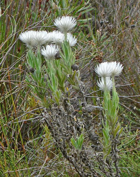 African Plants A Photo Guide Syncarpha Vestita L B Nord