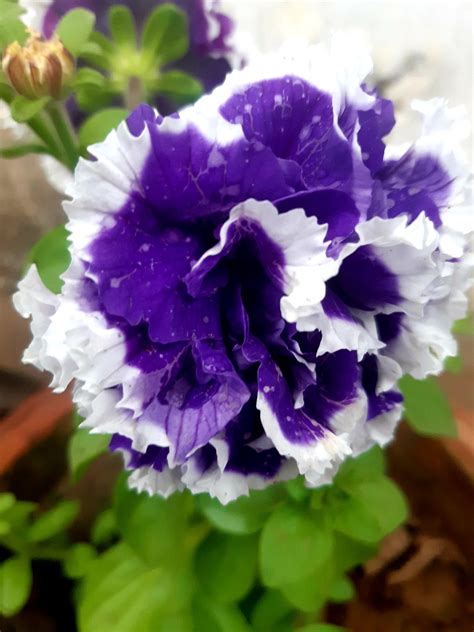 Petunia Flower Pot Violet Free Photo On Pixabay