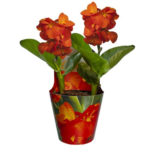 Dwarf Canna Lily Living House