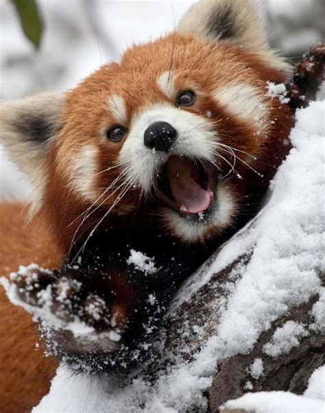 Panda Roux