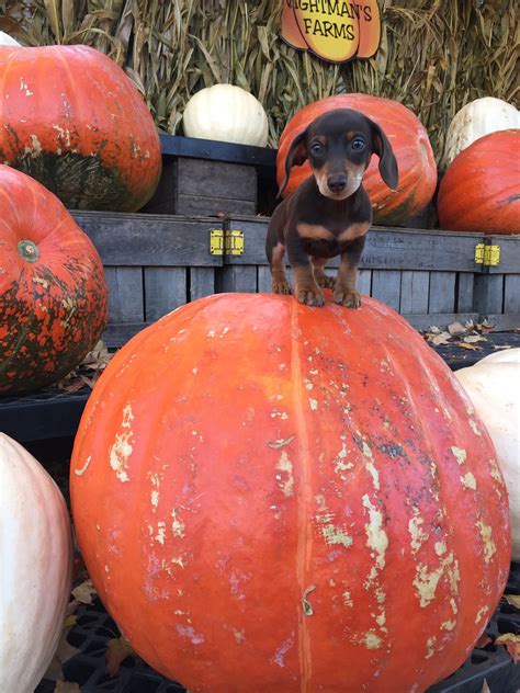 Halloween Dachshund Dachshund Pumpkin Halloween