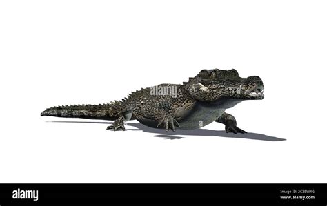 Crocodile With Shadow On The Floor Stock Photo Alamy