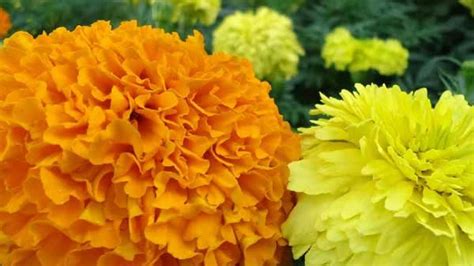 விளைச்சல் அதிகம்... கேந்தி பூக்கள் விலை கடும் சரிவு.. குப்பையில்