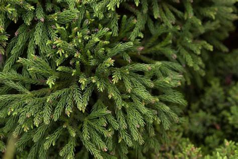 Cryptomeria Japonica Japanese Cedar Bbc Gardeners World Magazine