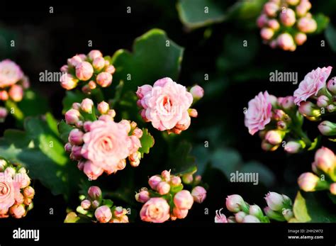 how to care for kalanchoe blossfeldiana
