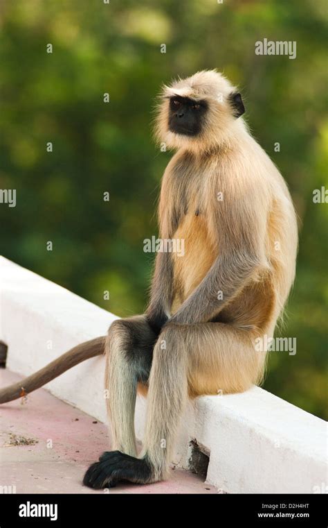 Rajgir Bihar India Stock Photo - Alamy