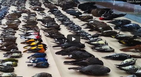 What Is Going On Mass Bird Die Off Across America