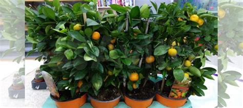 Цитрус Каламондин купить в Новосибирске | Товары для дома и дачи | Авито