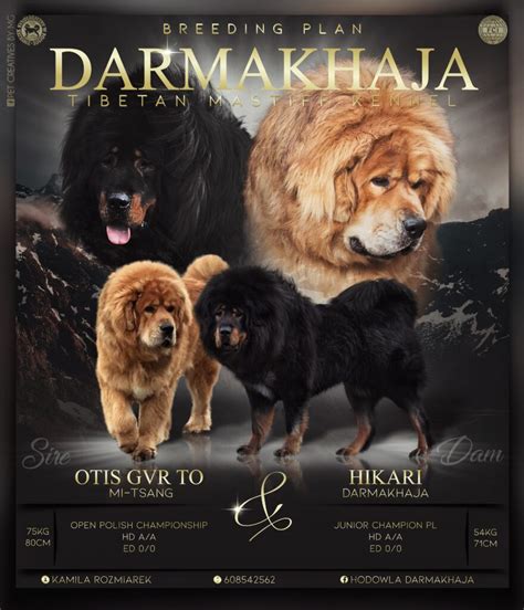 tibetan mastiff dogs jelena dog shows
