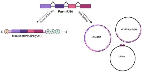 Ijms Free Full Text Nanoparticles Delivered Circular Rna Strategy