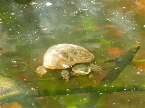 Striped Mud Turtle Life List Blog Posts