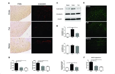 Increased Expression Of FKN CX3CR1 Phosphorylated P38 MAPK And The