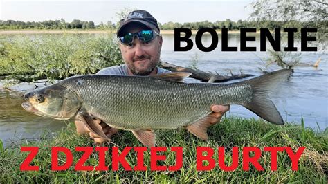 Jak złowić BOLENIA z dzikiej burty odc 98 YouTube