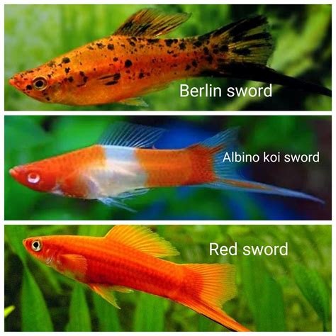 Sword tail combo – Neet Farm