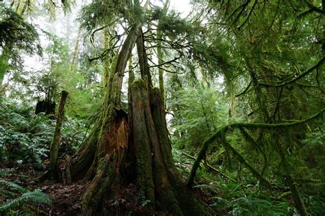 Suzie Q Timber Sale (WADNR) — Joshua Wright | Official Website