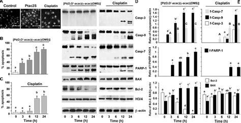 Ptac S And Cddp Provoked Apoptosis A B C Zl Cells Treated Or Not