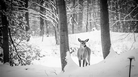 Bildet Tre Skog Gren Sn Vinter Svart Og Hvit Dyr Hjort V R