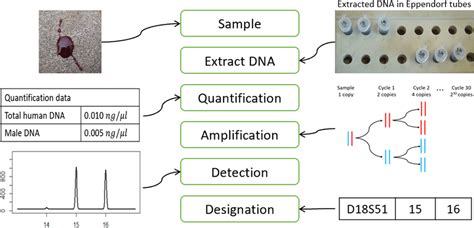 Diagrammatic Representation Of Dna Analysis Process From Taking A