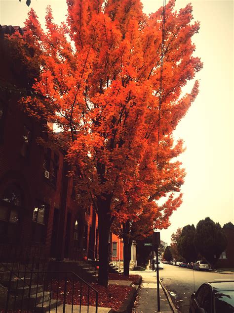 The Fall colors in Columbus Ohio are definitely a sight to see 🍁[3024 x