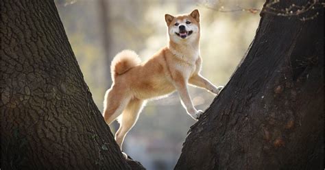 Shiba inu características comportamiento y cuidados