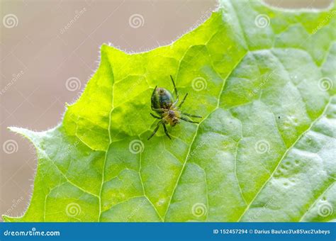 Cucumber Green Spider Sitting On Leaf Stock Photo Image Of Predatory