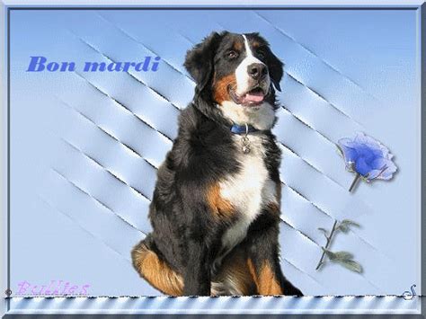 Bouvier Bernois