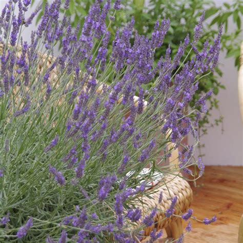 Lavandin Dutch Lavender Phenomenal™ Lavandula X Intermedia My